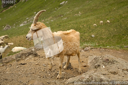 Image of Goat in the Alps