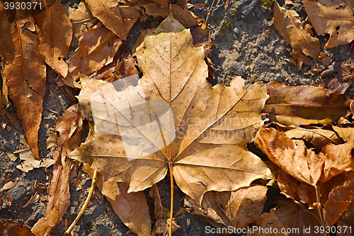 Image of Fallen autumn leaves