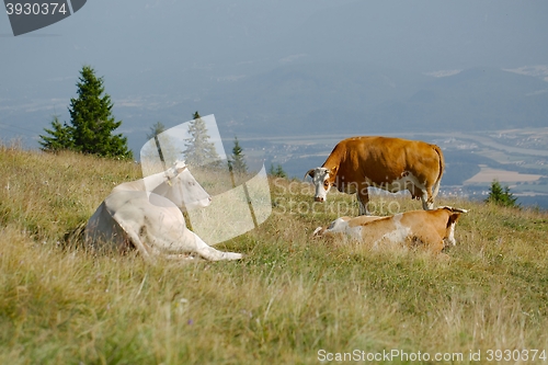 Image of Cows resting