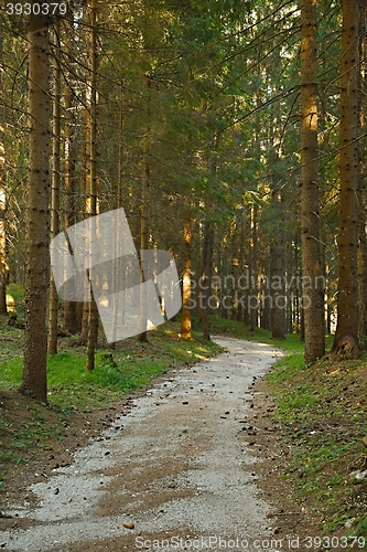 Image of Forest walking route