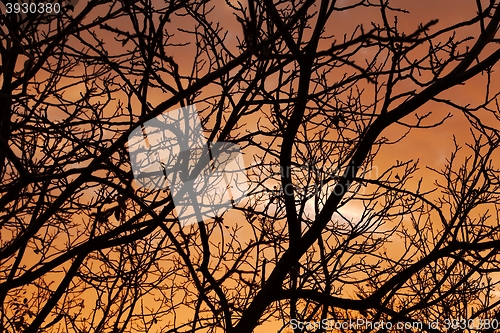 Image of Bare trees