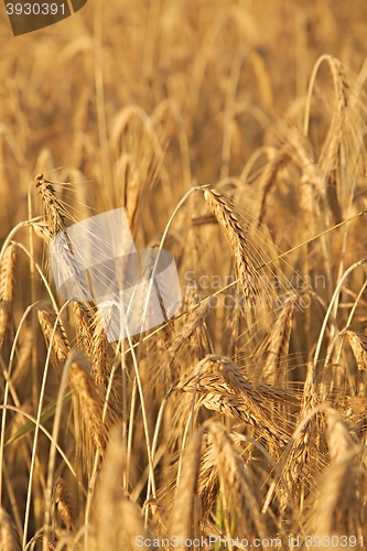 Image of Wheat field detail