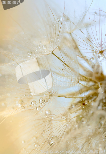 Image of dew drops on a dandelion