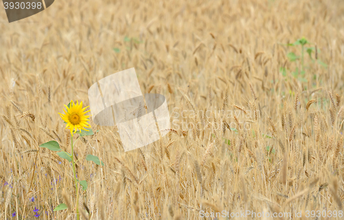 Image of Sunflower in a wheat field