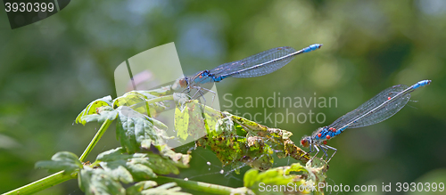 Image of Blue Coenagrionidae in forest