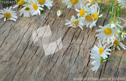 Image of Chamomile flowers on a wooden background