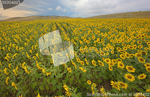 Image of field of blooming sunflowers