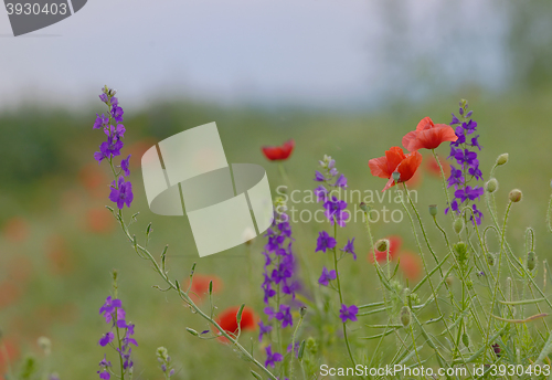 Image of colorful flowers on field