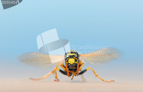 Image of macro wasp in nature