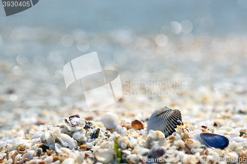 Image of Shell on the beach