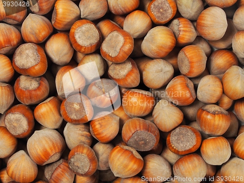 Image of Hazelnuts