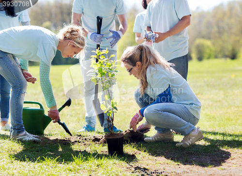 Image of group of volunteers planting tree in park