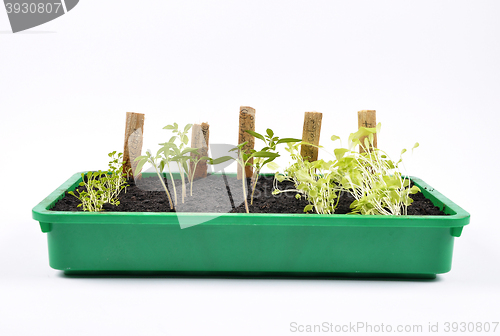 Image of Different seedlings being cultivated