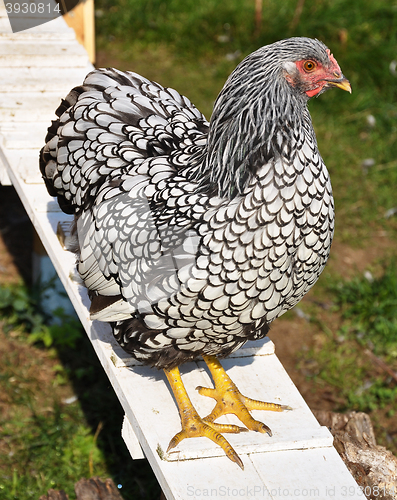 Image of Wyandotte in front of chicken house