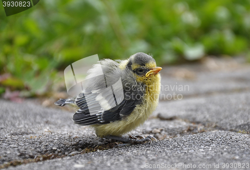 Image of Young blue tit