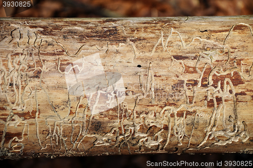 Image of Bark beetle traces