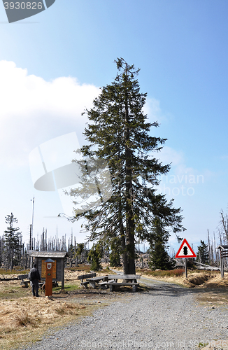 Image of Bark beetle zone at mount Rachel