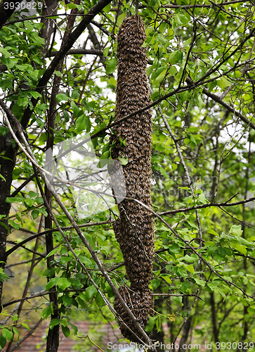 Image of Swarm of bees