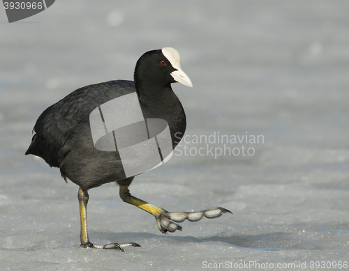 Image of Common Coot on the ice