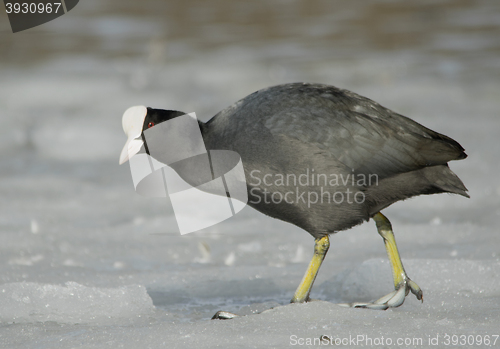 Image of Common Coot on the ice