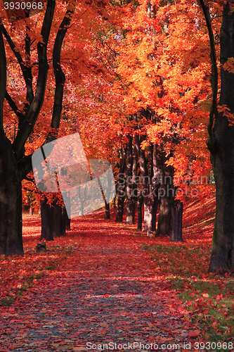 Image of color autumn forest 