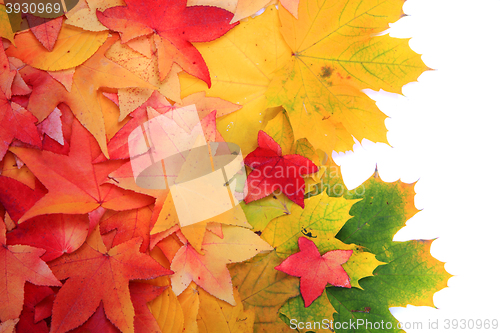 Image of autumn leaves background