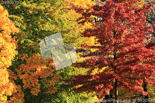 Image of autumn leaves background