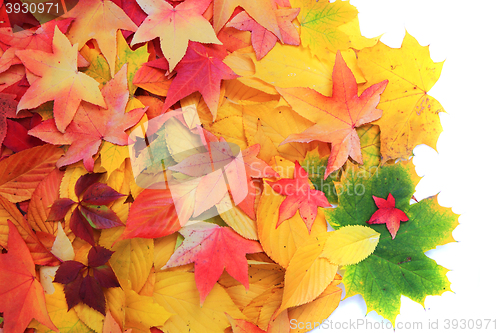 Image of autumn leaves background