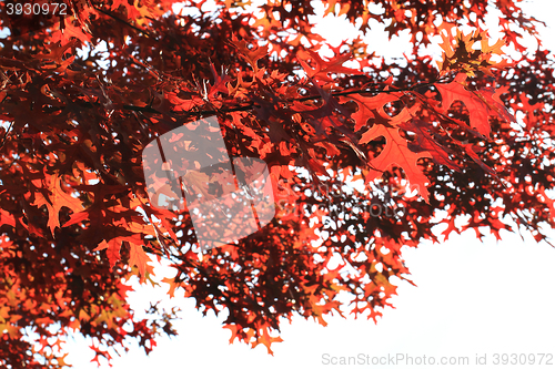 Image of autumn leaves background