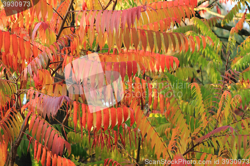 Image of autumn leaves background