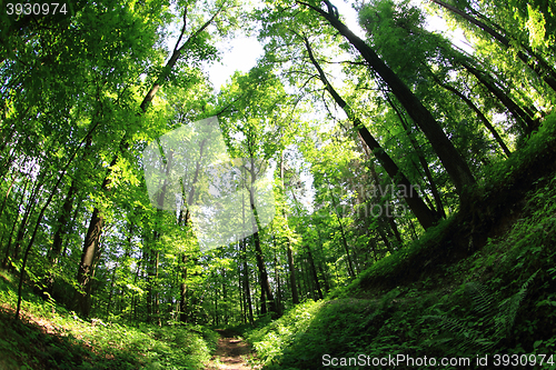 Image of green forest path