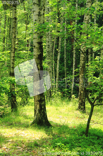 Image of green birch forest