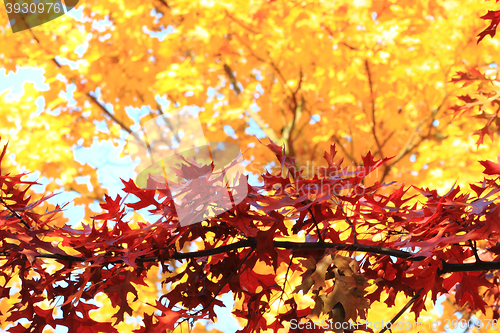 Image of autumn leaves background