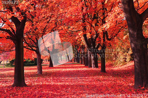 Image of color autumn forest 