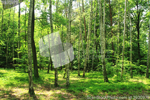 Image of green birch forest