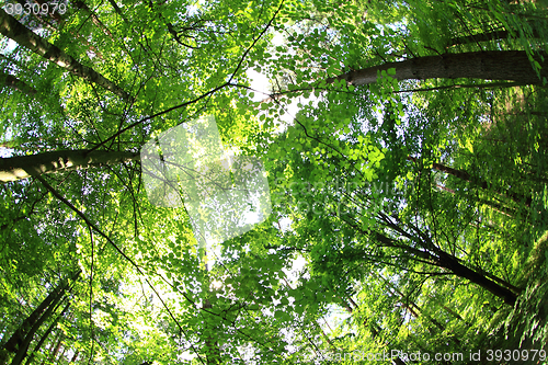 Image of green forest background