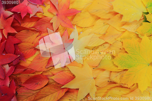 Image of autumn leaves background