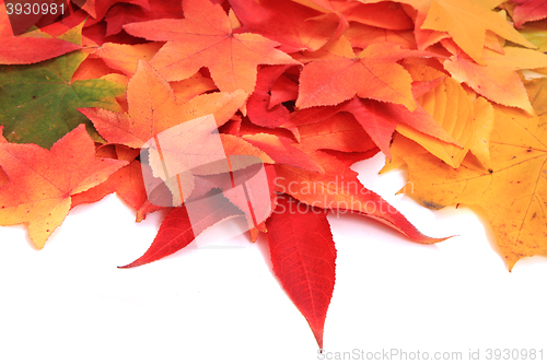 Image of autumn leaves background