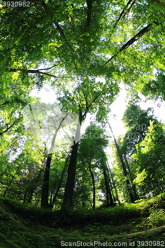 Image of green forest background