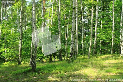 Image of green birch forest