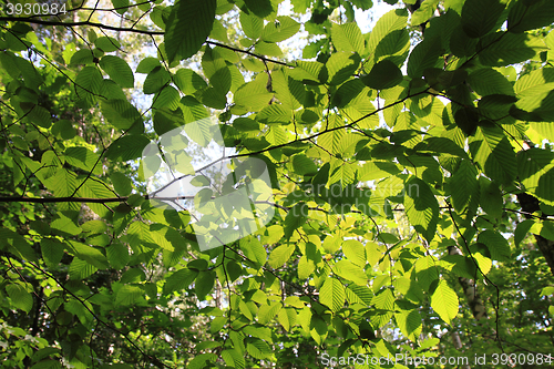 Image of green forest background