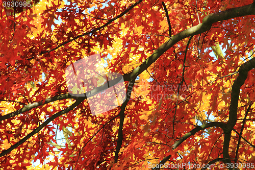 Image of autumn leaves background