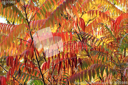 Image of autumn leaves background