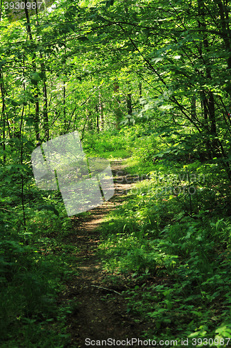 Image of green forest path
