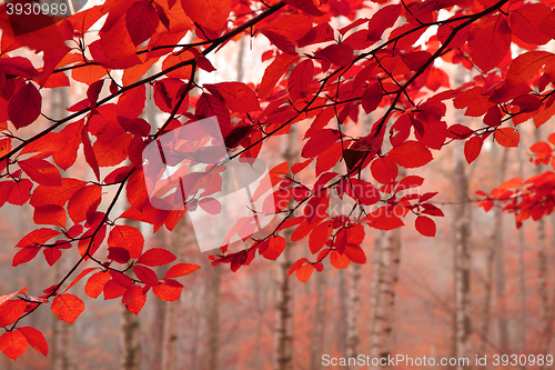 Image of autumn leaves background