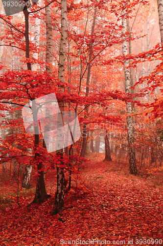 Image of color autumn forest 