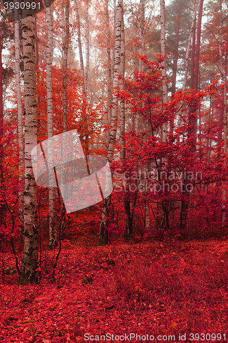 Image of color autumn forest 
