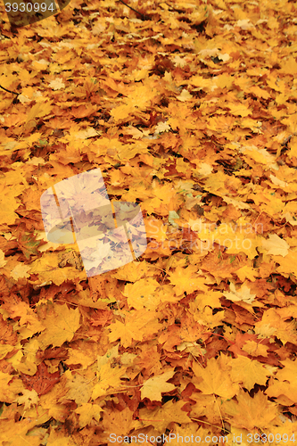 Image of autumn leaves background