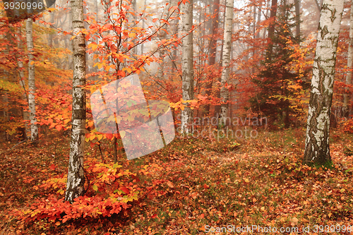 Image of color autumn forest 