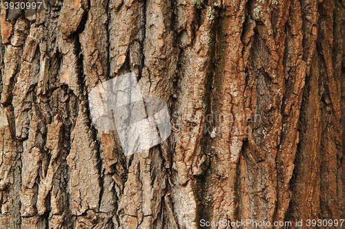 Image of natural bark texture